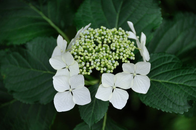 绣球花