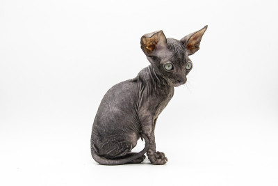 美丽的灰色Sphynx小猫坐在白色的背景。