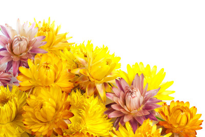 干Strawflowers
