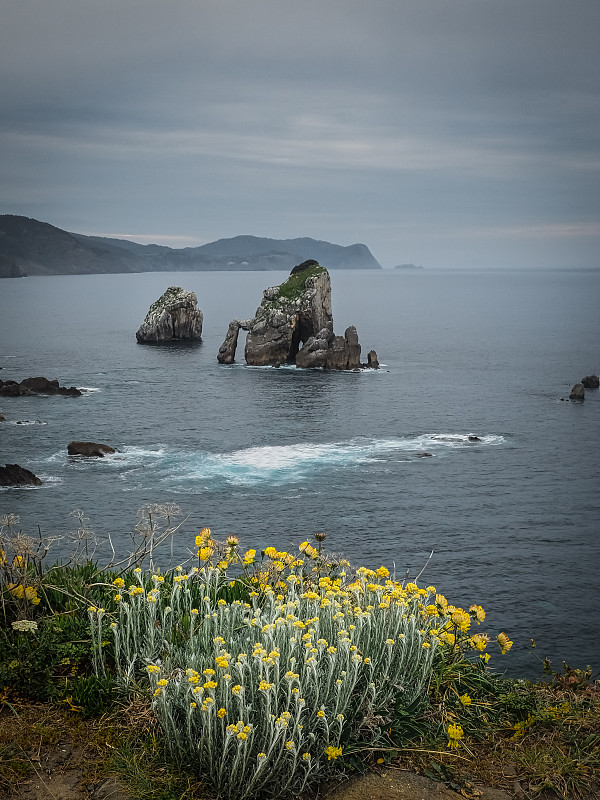 从圣胡安海岸到Gaztelugatxe。黄色的花在春天和夏天