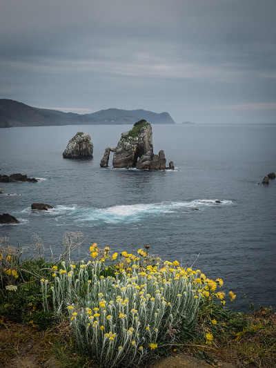 从圣胡安海岸到Gaztelugatxe。黄色的花在春天和夏天