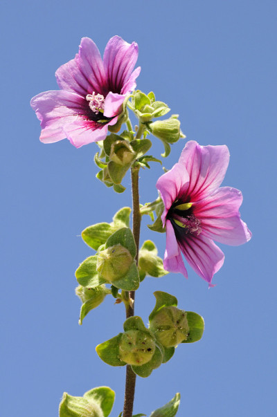 锦葵花