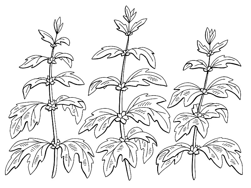 益母草植物图形黑白孤立素描插图矢量