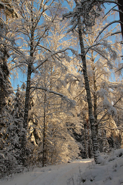 在一个阳光明媚的冬日里，雪地里的小路。