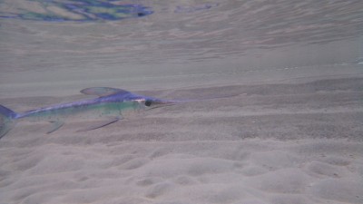 剑鱼在海