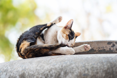三色猫舔自己