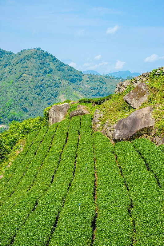 新鲜的有机茶芽、茶叶种植，蓝天、阳光、台湾著名的阿里山乌龙茶区