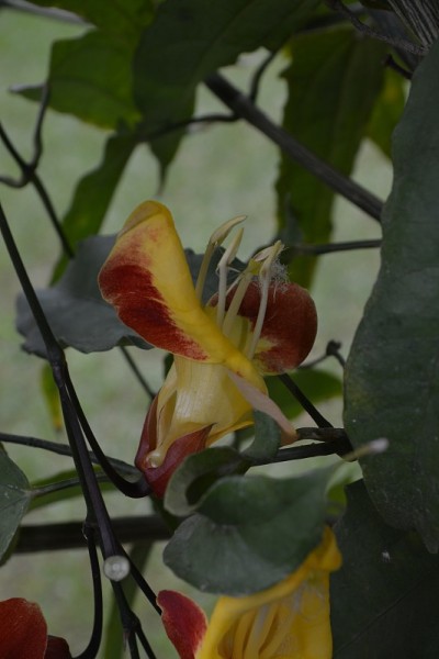犹太靴花