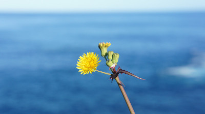 路上的花