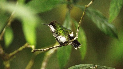 绿色thorntail