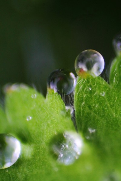 树叶与雨滴合在一起。