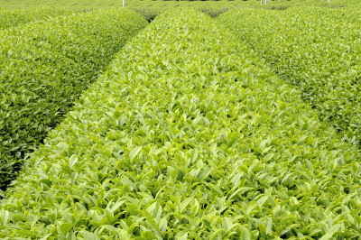 新的茶茶