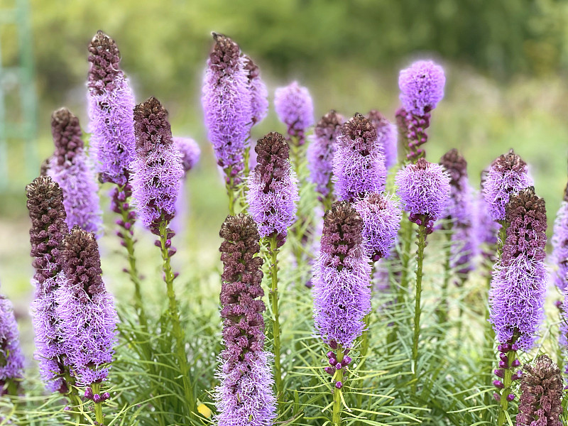 花园里高高的紫丁香花。Liatris spicata。