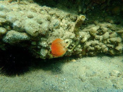 多毛纲海底光滑管虫或红点马蹄虫(管原虫)