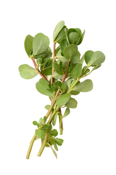 新鲜马齿苋蔬菜，食用食品
