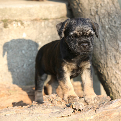 不错的边境小猎犬