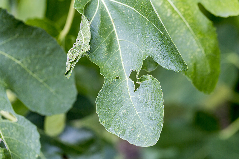 植物病害。无花果树的萼片叶斑病症状。