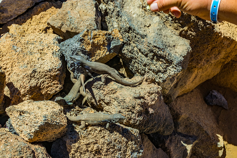 金丝雀蜥蜴在火山熔岩上休息。爬行动物盯着试图处理美味的人的手掌。特写，宏观，自然背景。特内里费岛泰德