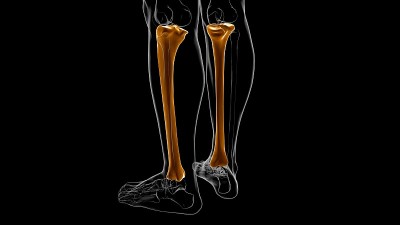 人体骨骼解剖胫骨骨3D渲染