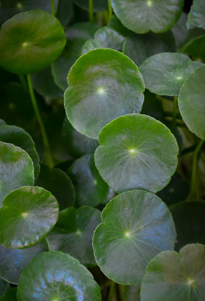 亚洲Centella