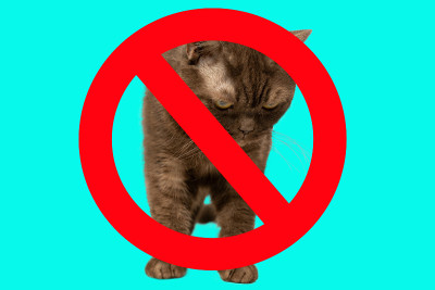 停止猫。一只猫的画像，上面画着一个被划掉的红圈。