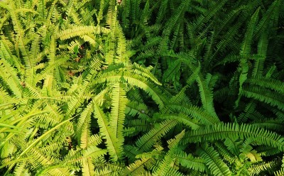 美丽的蕨类植物叶子，绿叶，自然的花蕨背景在阳光下。