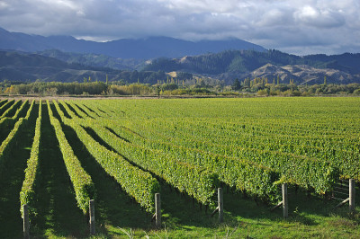 好保持vinyard
