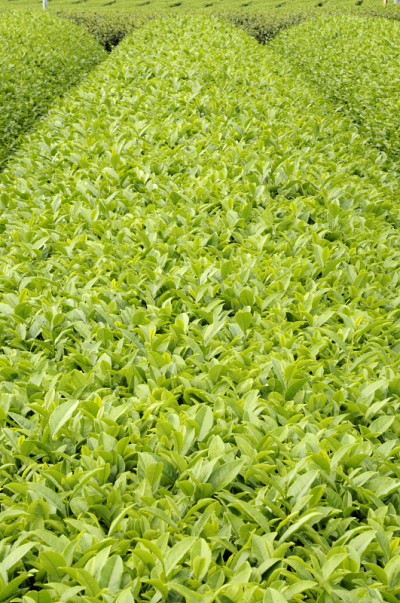 新的茶茶
