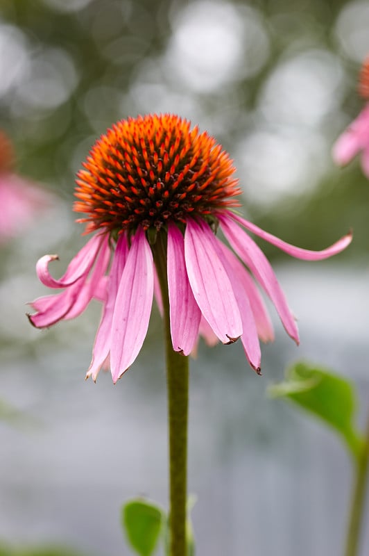 紫锥菊是夏季花园里的紫色球果花