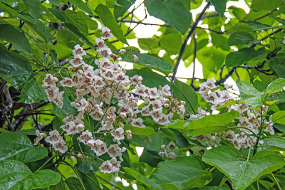 梓树，白花绿叶
