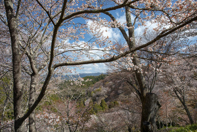 吉野山的樱花
