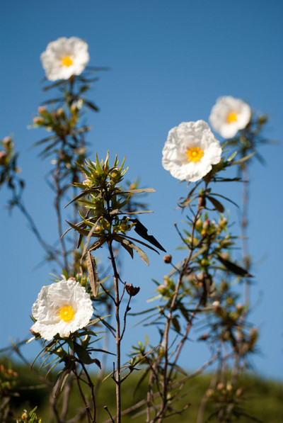 cistus