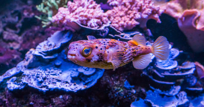 一个雀斑豪猪鱼在水族馆游泳的特写镜头，一个来自大西洋的热带鱼