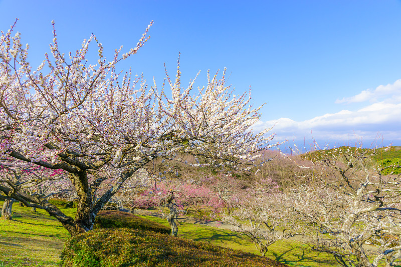 岩本山公園の梅