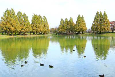 秋天的公园池塘和水杉树