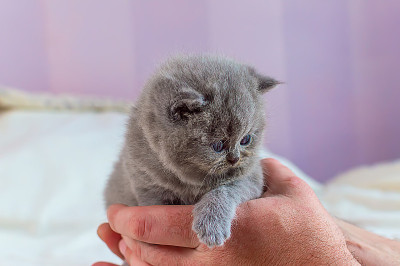 手里拿着小猫