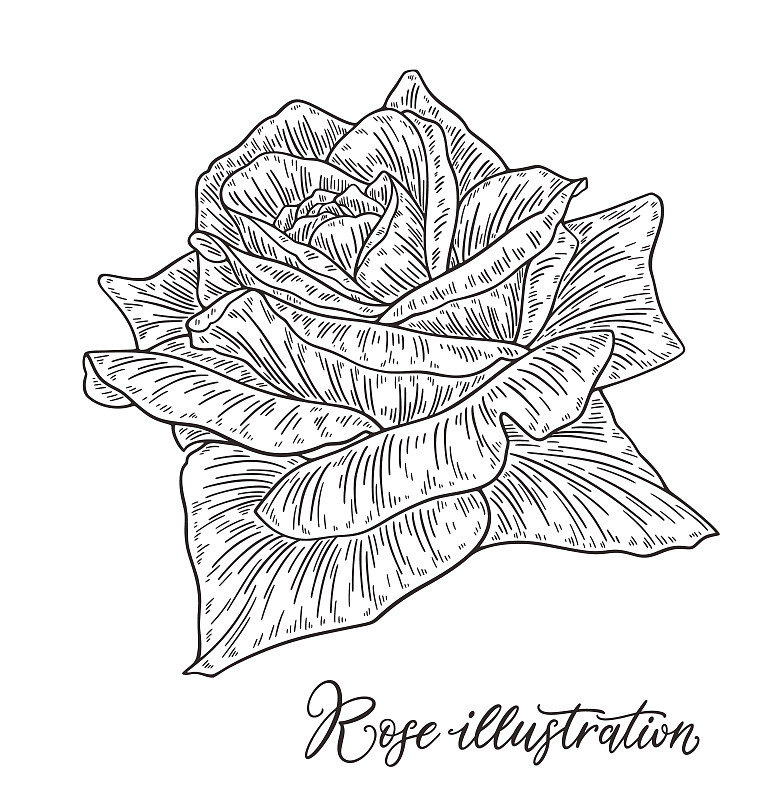 Rose flower hand drawn in lines. Black and white m