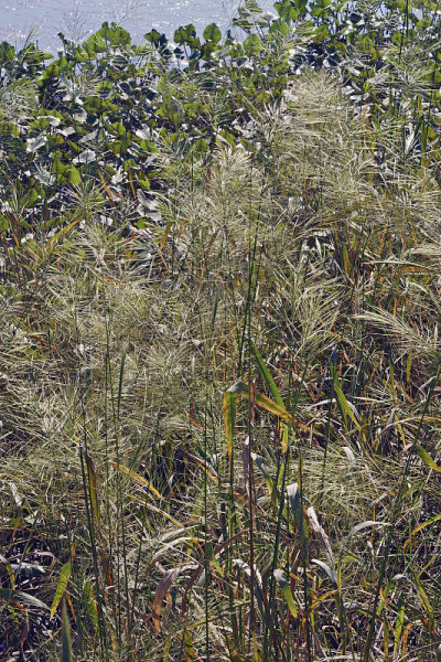 野生水稻植物的特写图像