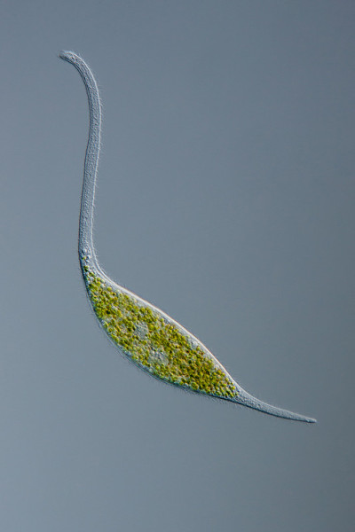 西利亚特安非他明斯前列菌