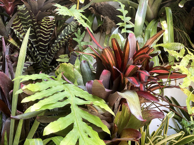 凤梨科植物植物