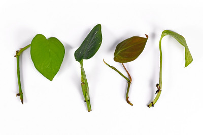 热带室内植物的各种叶和茎插枝，用于在白色背景上繁殖