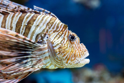 水族馆里五颜六色的海鱼