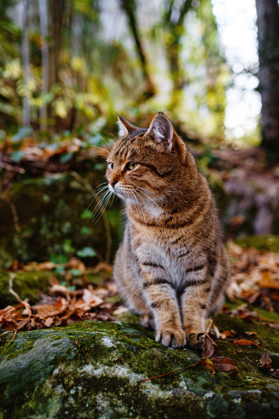一只西伯利亚虎斑猫在秋天的森林里探险