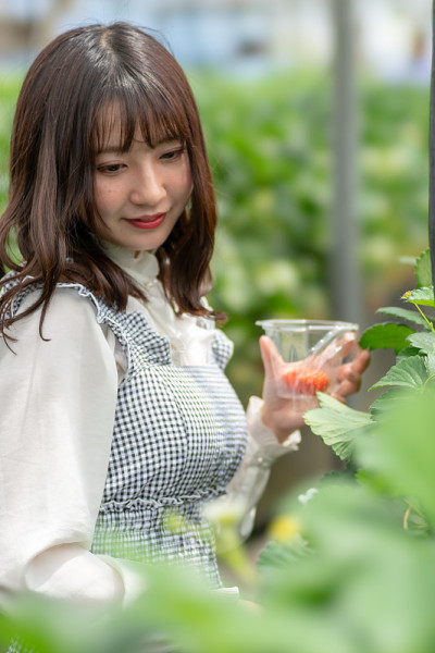 草莓采摘