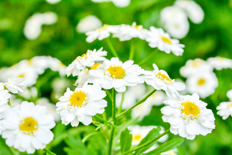 小白菊除虫菊或黄菊属的白色和黄色花