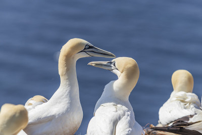 德国北海黑戈兰岛上野生野鸟Morus bassanus - Northern Gannet。背景是很