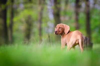10周大的幼犬，在春天的森林里