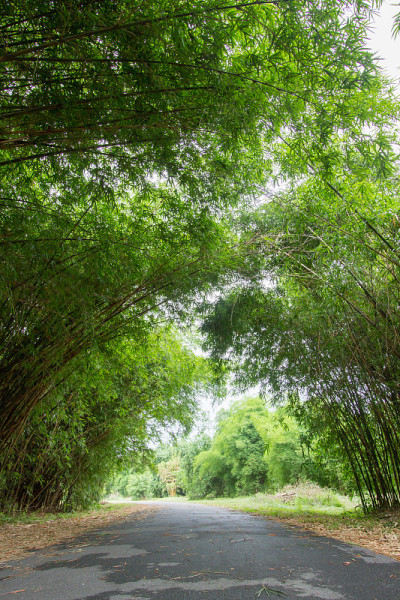 泰国那空帕伐府普陀松威如湾花园的竹隧道