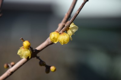 冬天甜蜜的花朵。