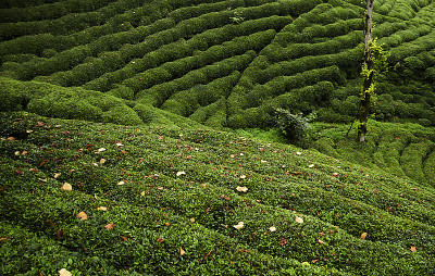 茶